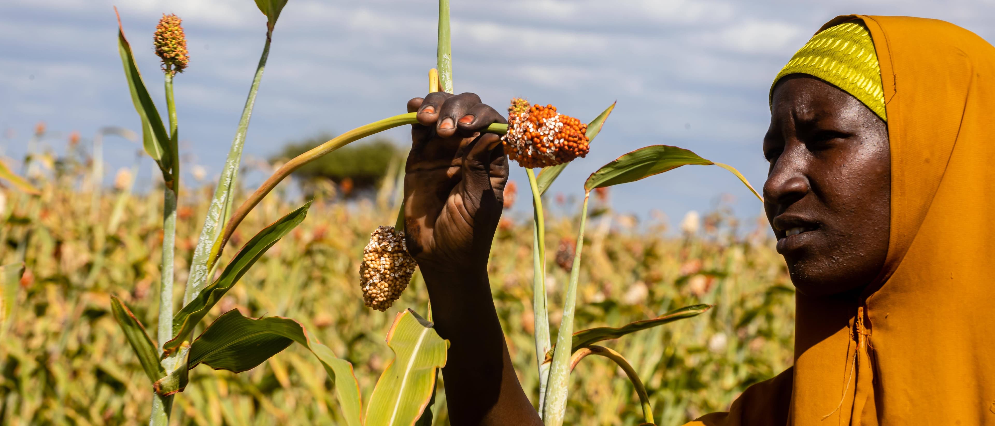 La FAO es un organismo especializado de la ONU que trabaja para erradicar el hambre y promover la seguridad alimentaria a nivel mundial.