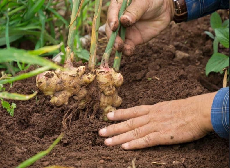Como cultivar jengibre en el jardin paso a paso