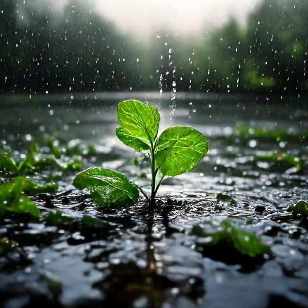 planta lluvia lluvias 1028782 427894